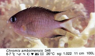 Chromis amboinensis
